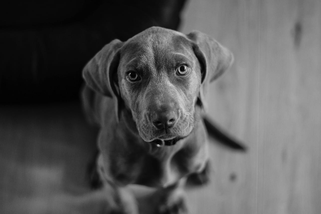 dog looking up