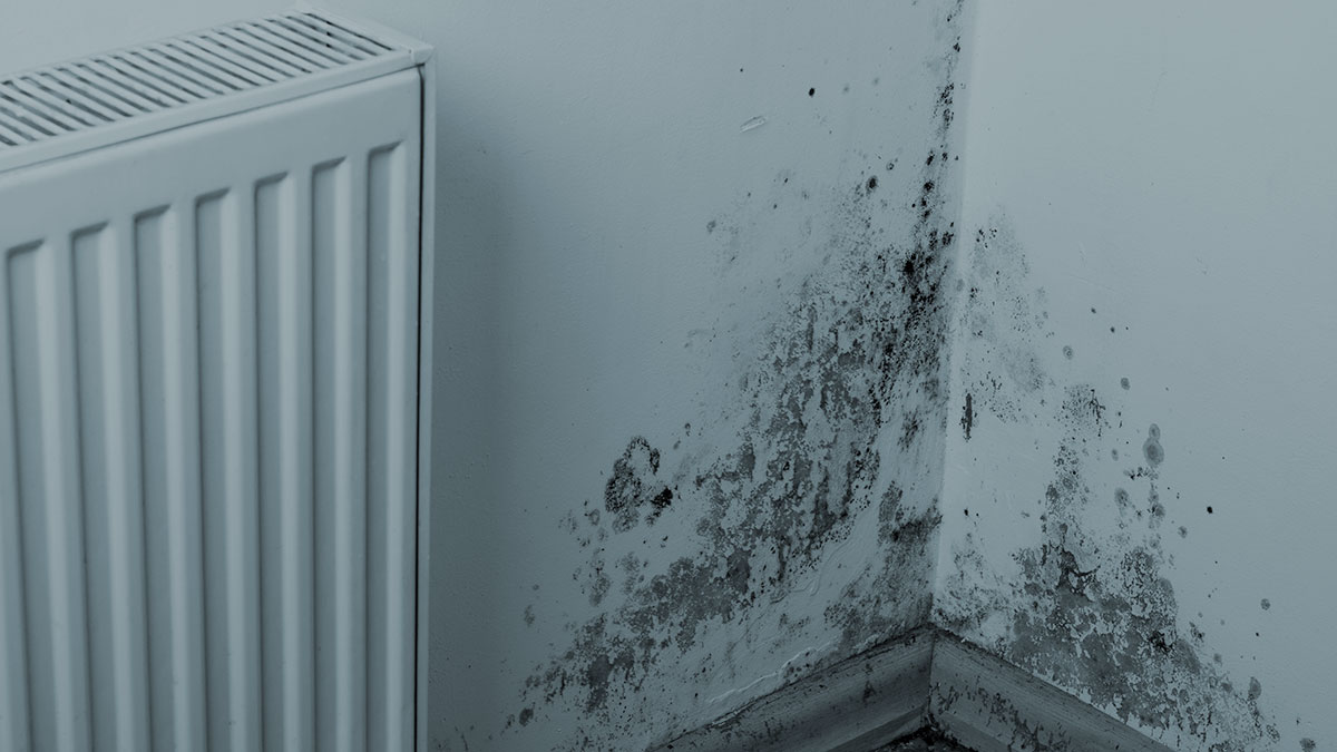 house with mould